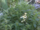 Albino Oregano
