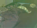 Sleeping with My Shadow