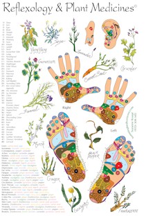 Reflexology and Plant Medicine Chart